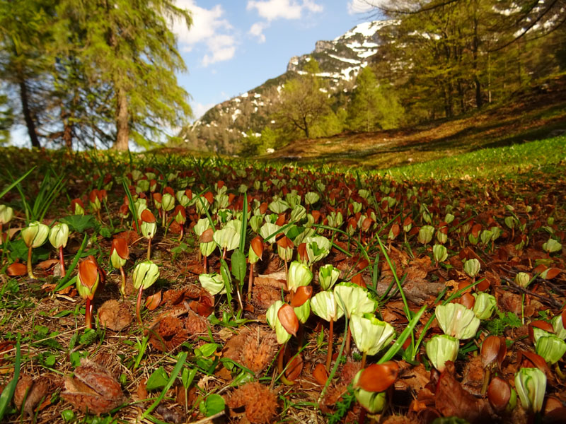 Plantule di....Fagus sylvatica